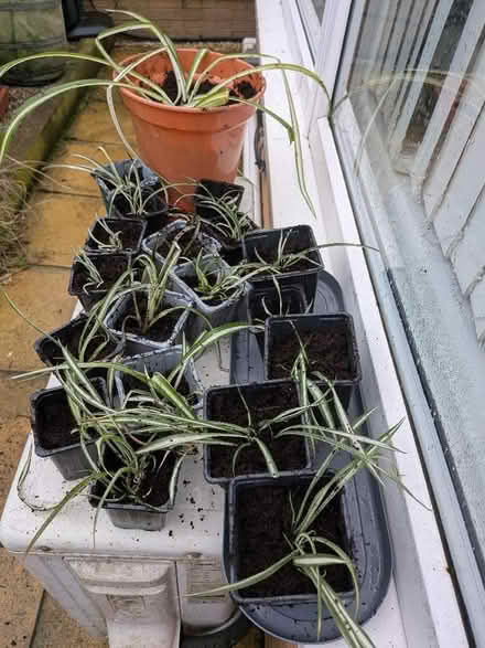 Photo of free Potted Spider-Plants (Killingworth NE12) #1