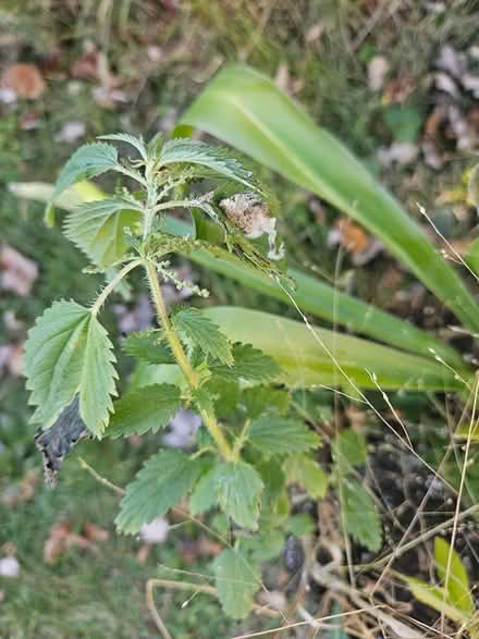Photo of free Yucca plant and its baby (Near the experimental farm) #2