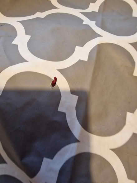 Photo of free Large Grey Table Cover - imperfections (Linden GL1) #2