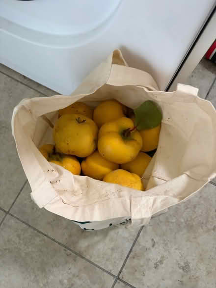 Photo of free Quinces (Fishponds BS16) #1