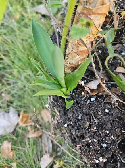 Photo of free Yucca plant and its baby (Near the experimental farm) #1