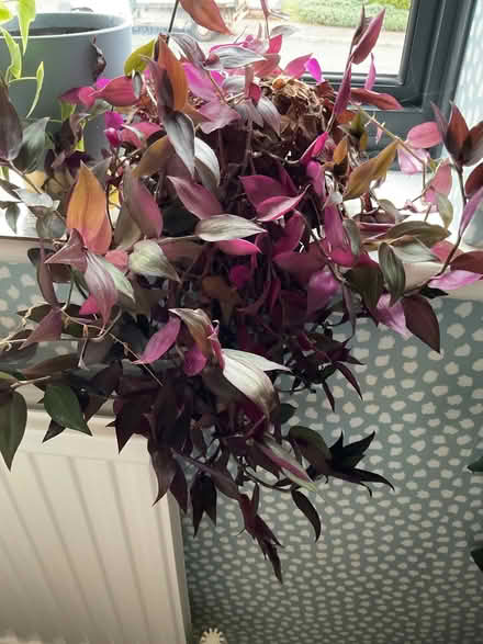 Photo of free Trailing plants - spider plant and tradescantia (Taverham NR8) #1