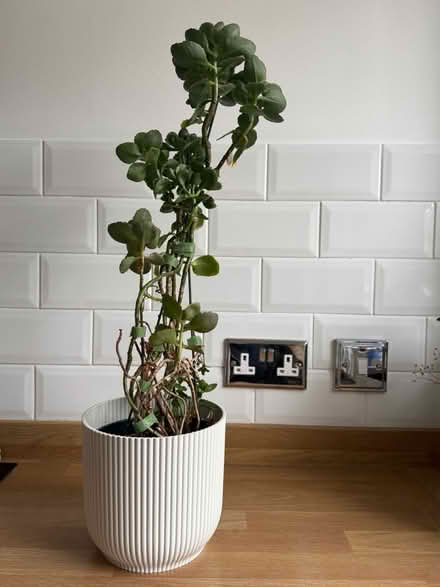 Photo of free Kalanchoe (EH7 Leith) #1