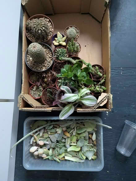 Photo of free cacti and succulents (Undercliffe Rd BD2) #1