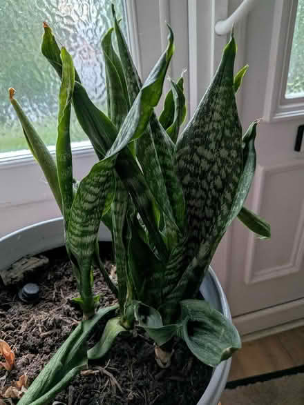 Photo of free Snake plant needs tlc no pot (Shippon OX13) #1