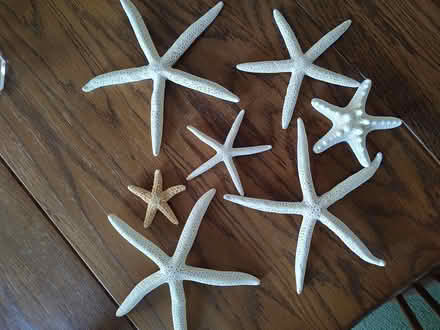 Photo of free Star fish (Odenton) #1