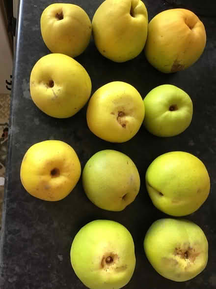 Photo of free Quinces all ripe and 11 in total (Bexhill TN39) #2