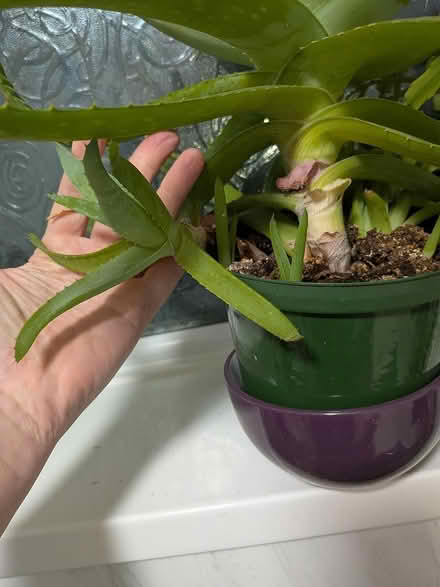 Photo of free House plants (GL1 Podsmead GL1) #2