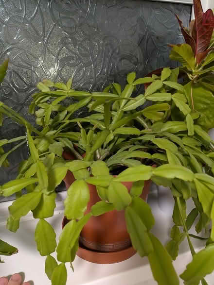Photo of free House plants (GL1 Podsmead GL1) #3