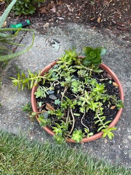 Photo of free Plants (Off forest drive , Annapolis) #3