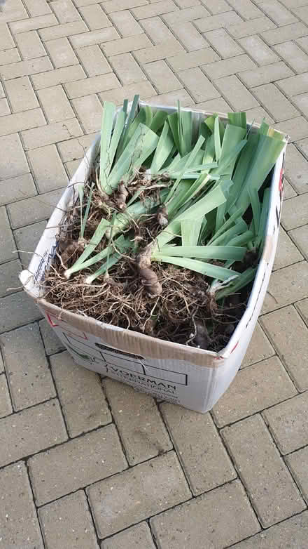 Photo of free Iris Plants (CT2) #2