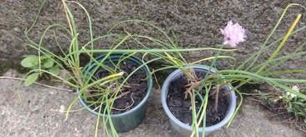 Photo of free Chives plants (Bowerham LA1) #1