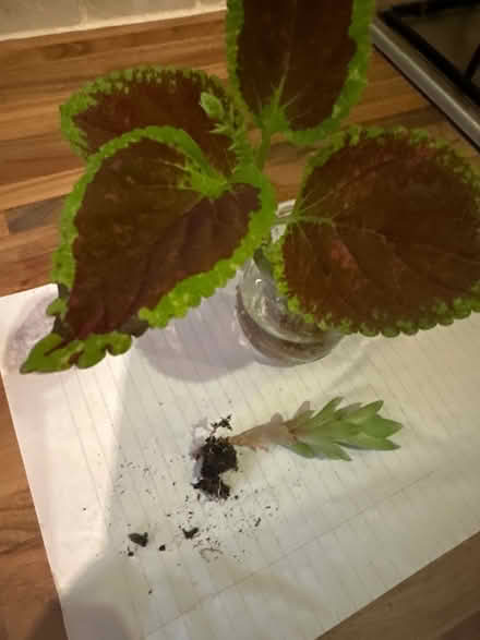Photo of free Coleus & succulent (CO4 9 Colchester) #1