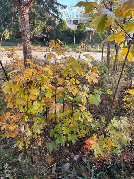 Photo of free Black raspberry canes, native trees (Ann Arbor Northwest Side) #2
