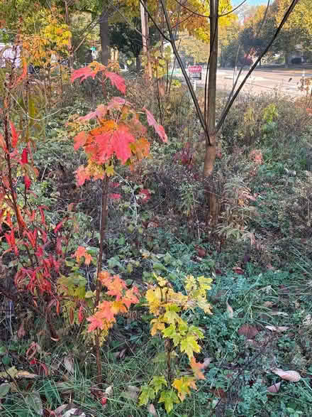 Photo of free Black raspberry canes, native trees (Ann Arbor Northwest Side) #1