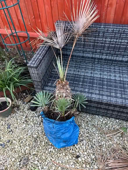 Photo of free Palm tree (Emsworth PO10) #2
