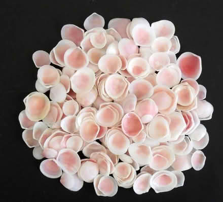 Photo of Seashells & Oyster Shells – Large Quantities Welcome (Garston L19) #1