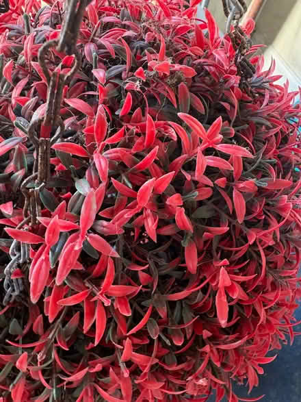 Photo of free Red Topiary Balls x 4 (Blackpill SA2) #2