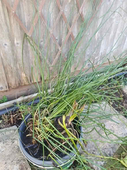 Photo of free Pond plants (Eynsham OX29) #1