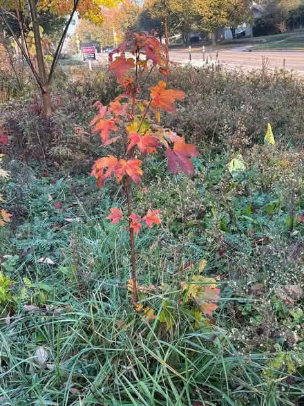 Photo of free Black raspberry canes, native trees (Ann Arbor Northwest Side) #4