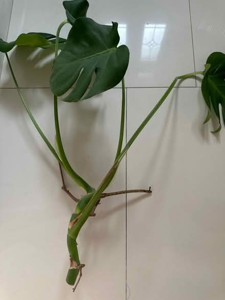 Photo of free Monstera cutting (CO4 9 Colchester) #1