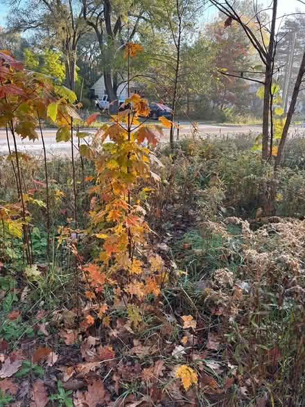 Photo of free Black raspberry canes, native trees (Ann Arbor Northwest Side) #3