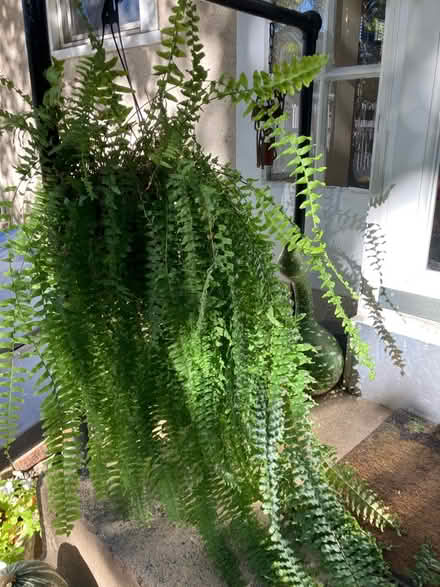 Photo of free Hanging fwen (Havertown) #1