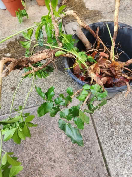 Photo of free Mahonia plant (Putnoe MK41) #1