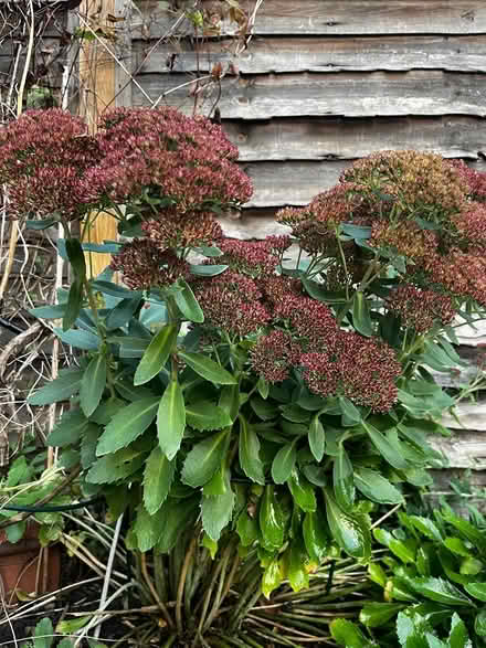 Photo of free Sedum (E8 London Fields) #1