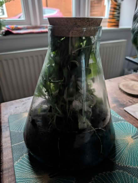 Photo of free Flask terrarium (Stevenage SG1) #1