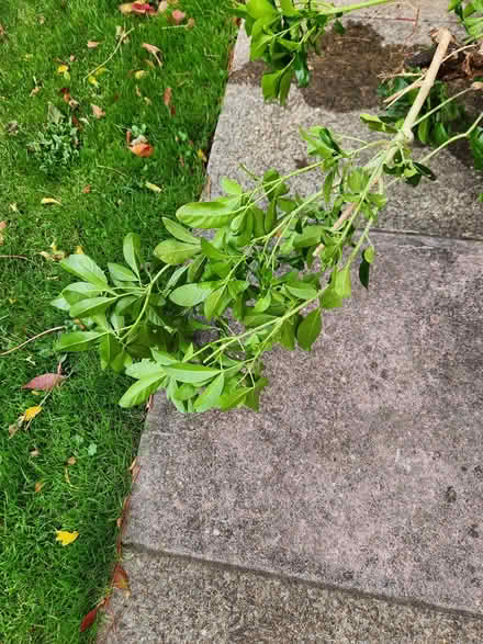 Photo of free Choisya ternata (Putnoe MK41) #1