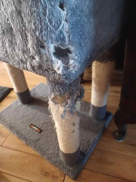Photo of free Cat tower (Hailsham BN27) #2
