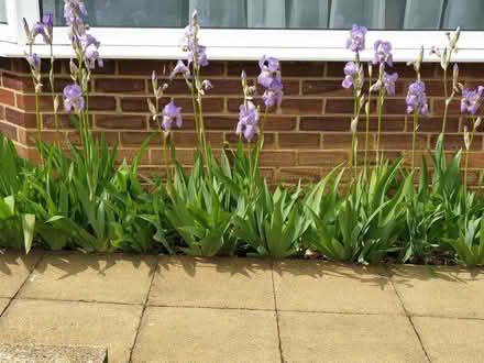Photo of free Iris Plants (CT2) #1