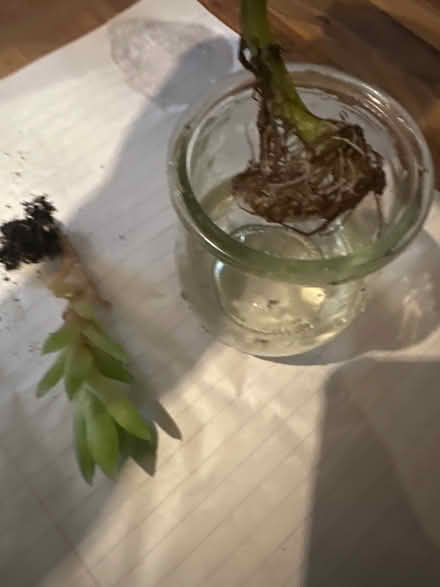 Photo of free Coleus & succulent (CO4 9 Colchester) #2