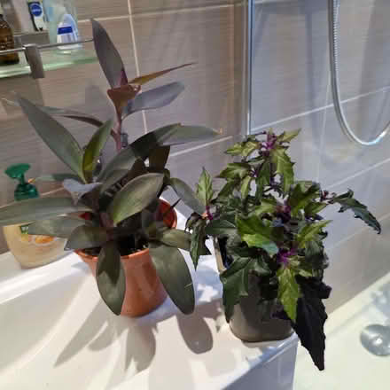 Photo of free 2 house plants . (Clive Vale TN35) #1