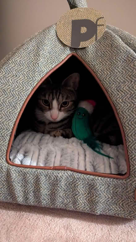 Photo of free Cat bed (10 min walk from Clapham South) #1