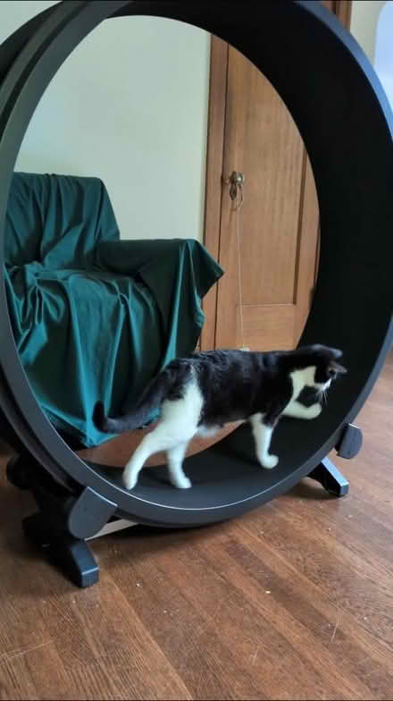 Photo of free Large exercise wheel for cats (Greenlake) #2