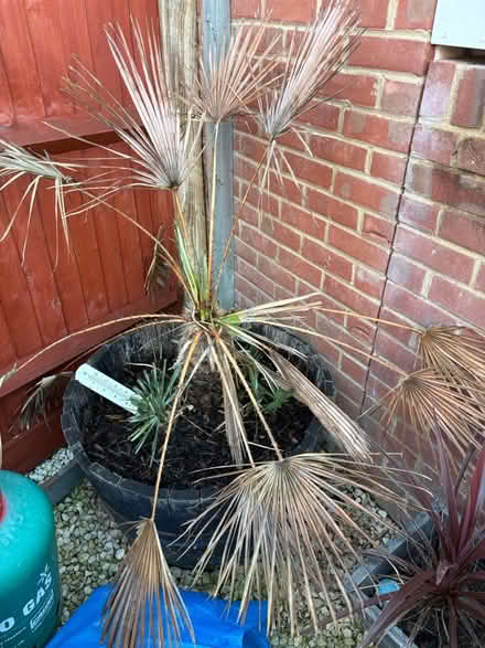 Photo of free Palm tree (Emsworth PO10) #1