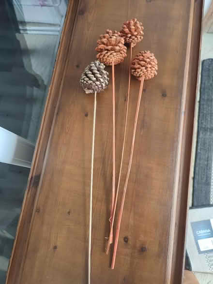 Photo of free Pine cones on stick (Lenham ME17) #1