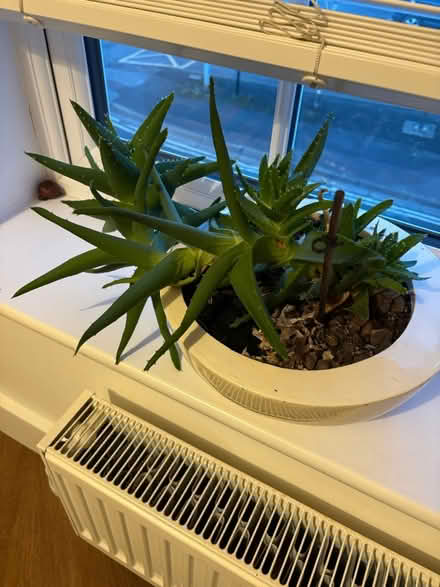 Photo of free Succulent plant and pot (Abingdon OX14) #1