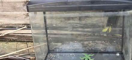 Photo of free Fish Tank (EN4 8PB East Barnet) #1