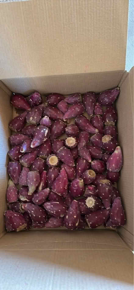 Photo of free Prickly pear aka tuna (Indian school and Rio grande) #1