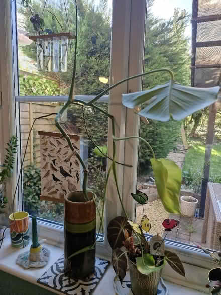 Photo of free Monstera plant (Wymondham NR18) #1