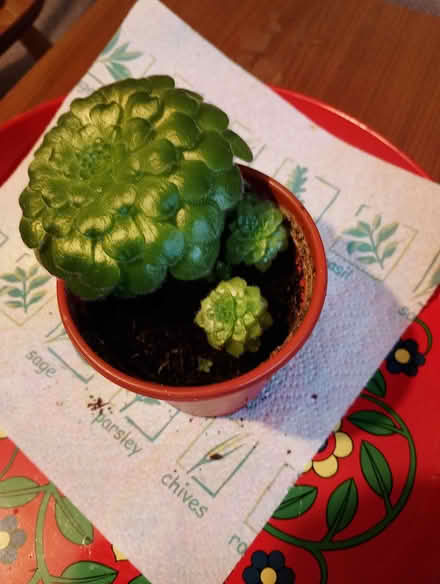 Photo of free House plants. (Hailsham BN27) #3