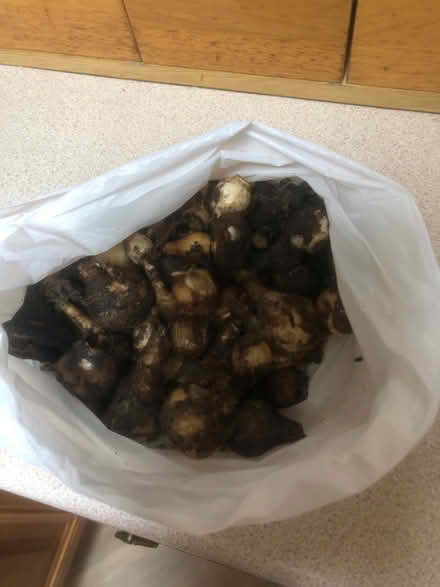 Photo of free Daffodil bulbs (Quedgeley Gloucester GL2) #1
