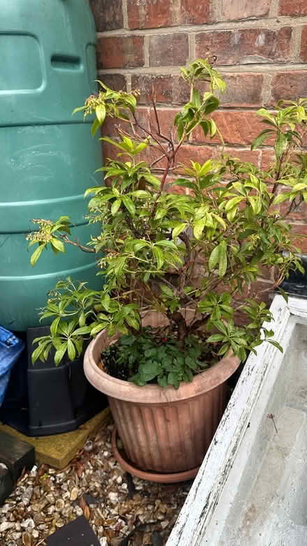 Photo of free Pieris plant (Castlefields SY1) #1