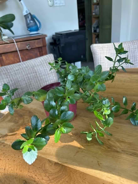 Photo of free Healthy Kalancho plant (NW Evanston) #1