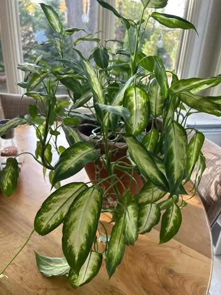 Photo of free Diffenbachia plant in clay pot (NW Evanston) #2