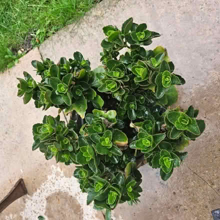 Photo of free Houseplants (Cherry hinton) #1