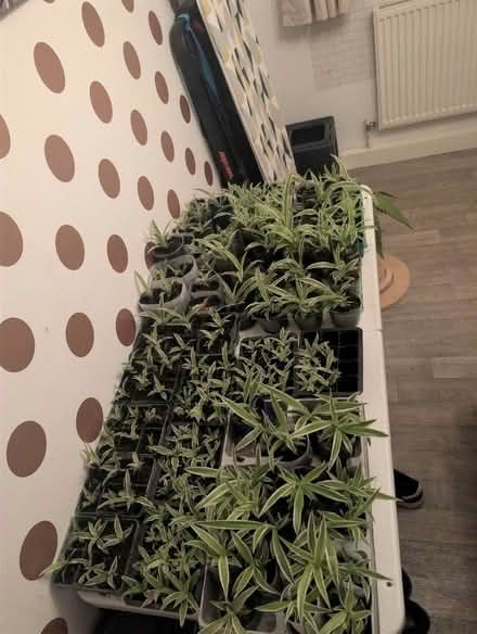 Photo of free Baby Spider Plants (Chlorophytum comosum) (Belle Vue WF1) #3